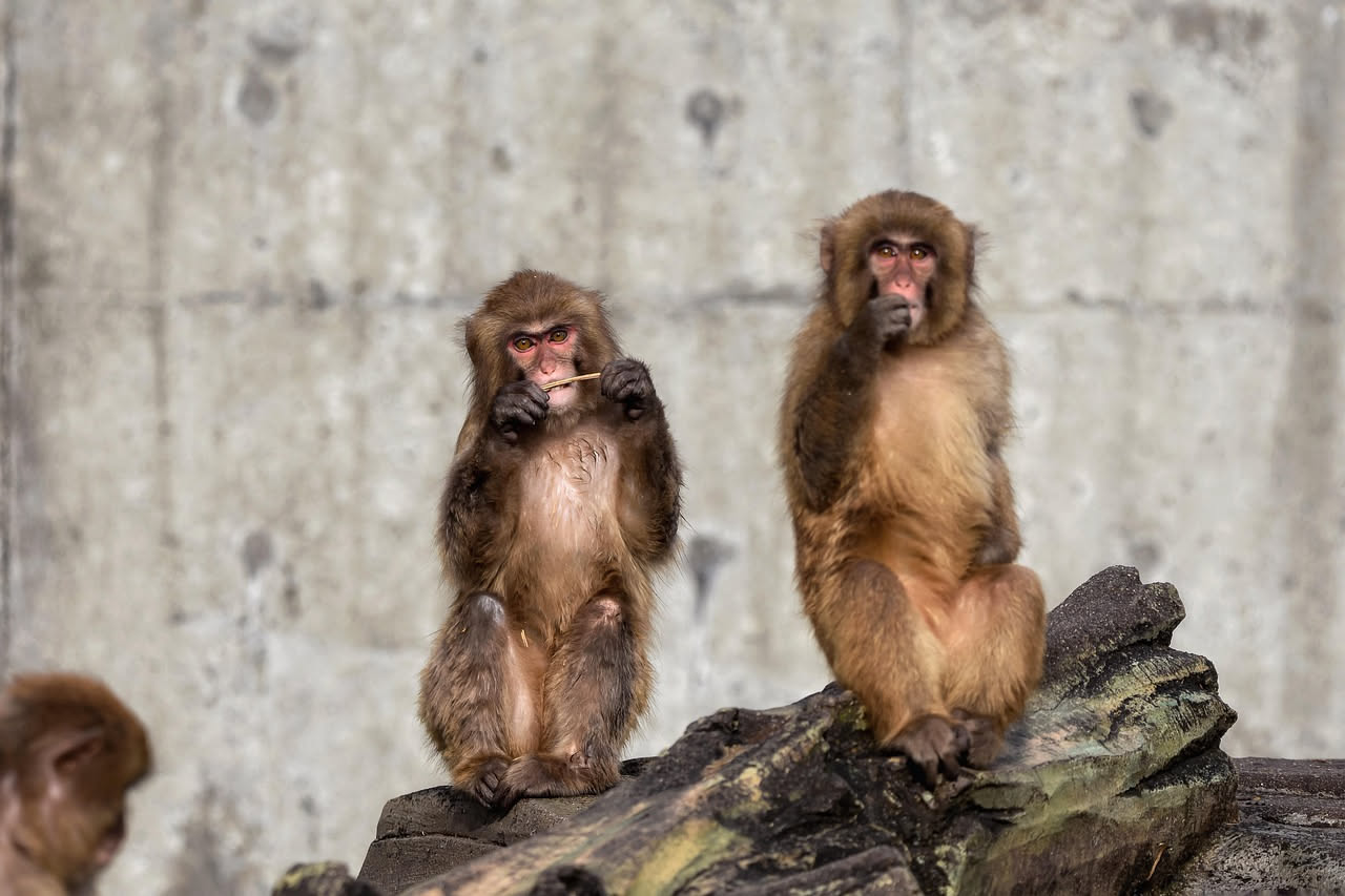 Macachi che pianificano i pasti: cosa insegna la conservazione del cibo