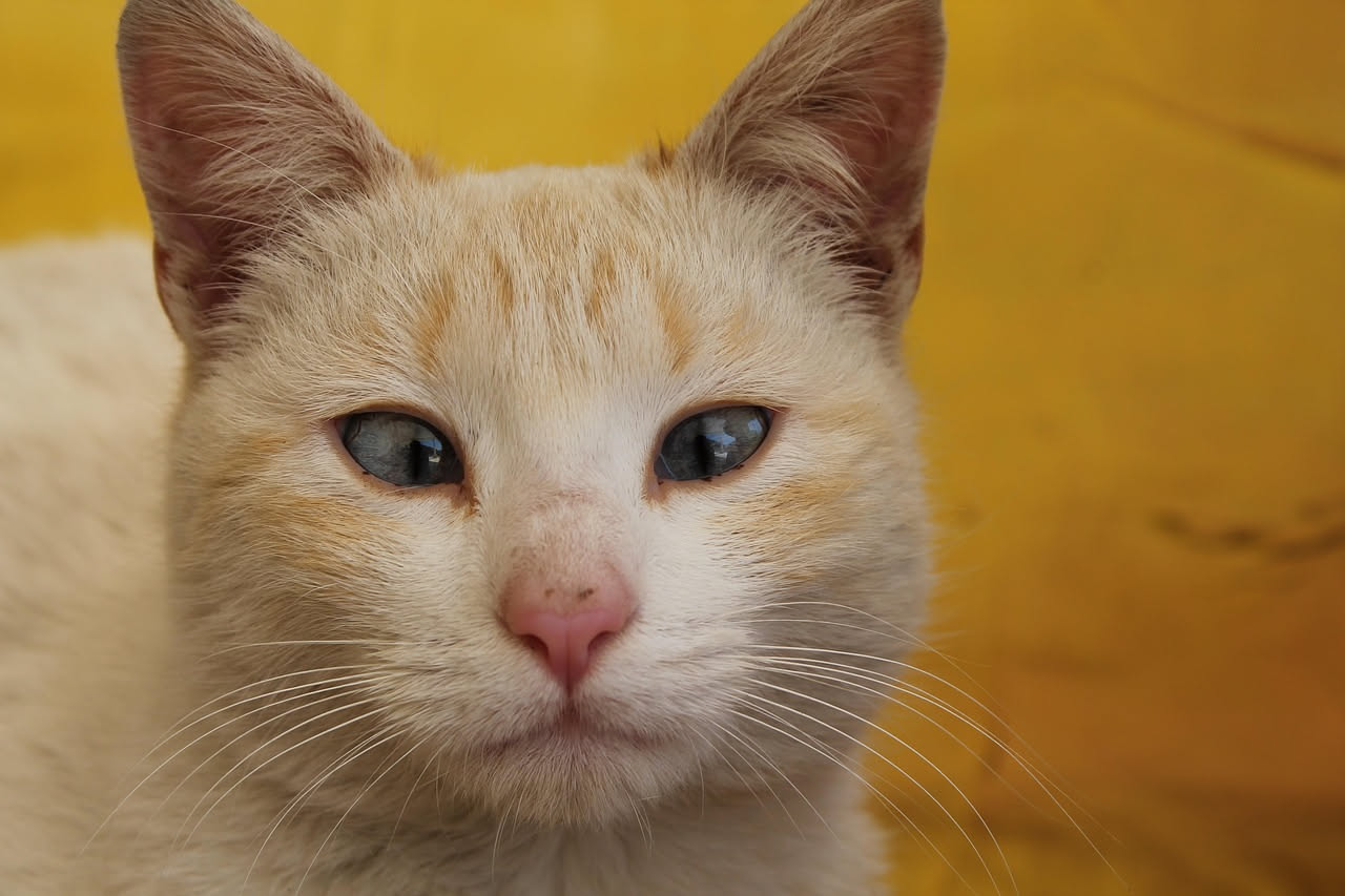 Cataratta nel gatto: come riconoscere i segnali della perdita visiva