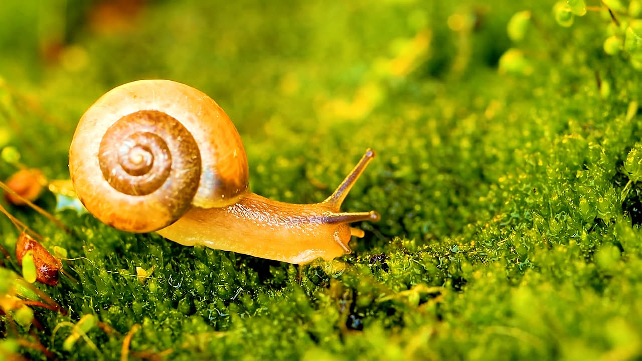 Lumache pomacea: perché l'acquario le odia e gli ecosistemi le temono