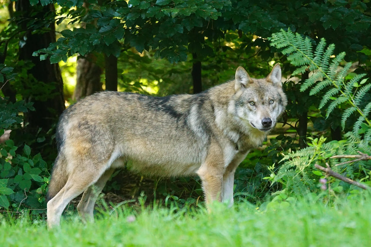 Lupi delle Alpi piemontesi: dove sono i branchi ora