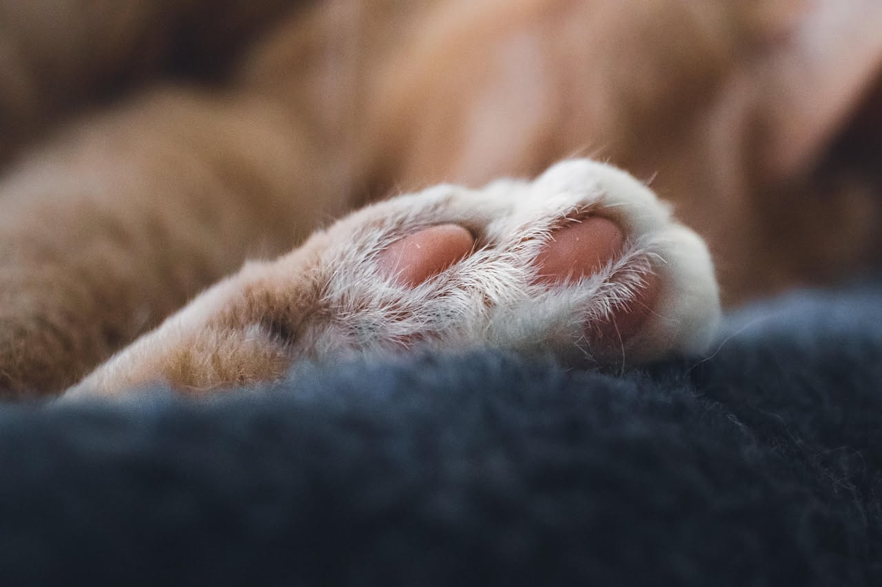 Impronte di gatto sulla neve fresca in fila indiana