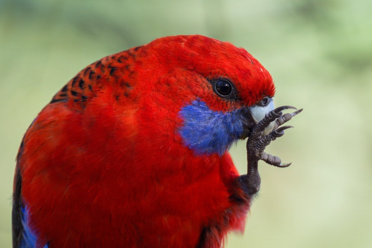 Pappagalli rosella australiani: quale specie scegliere per la voliera