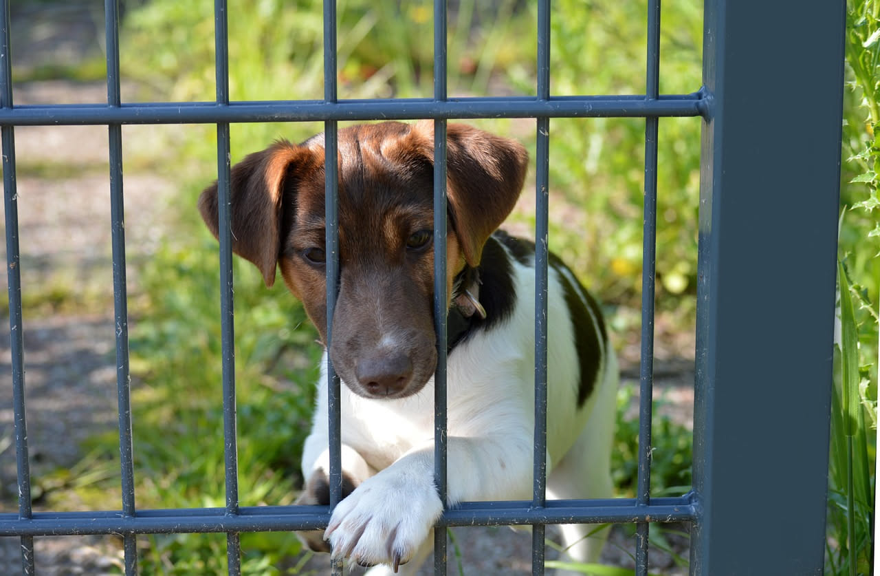 Un cane marrone da canile sdraiato su un tappeto in casa, con uno sguardo cauto verso la telecamera, mentre un mano di una persona lo accarezza delicatamente