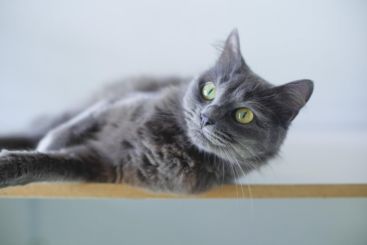 Gatto grigio sdraiato su una radiografia toracica illuminata su un tavolo di clinica veterinaria, con una mano di veterinario che punta a una zona dell'immagine