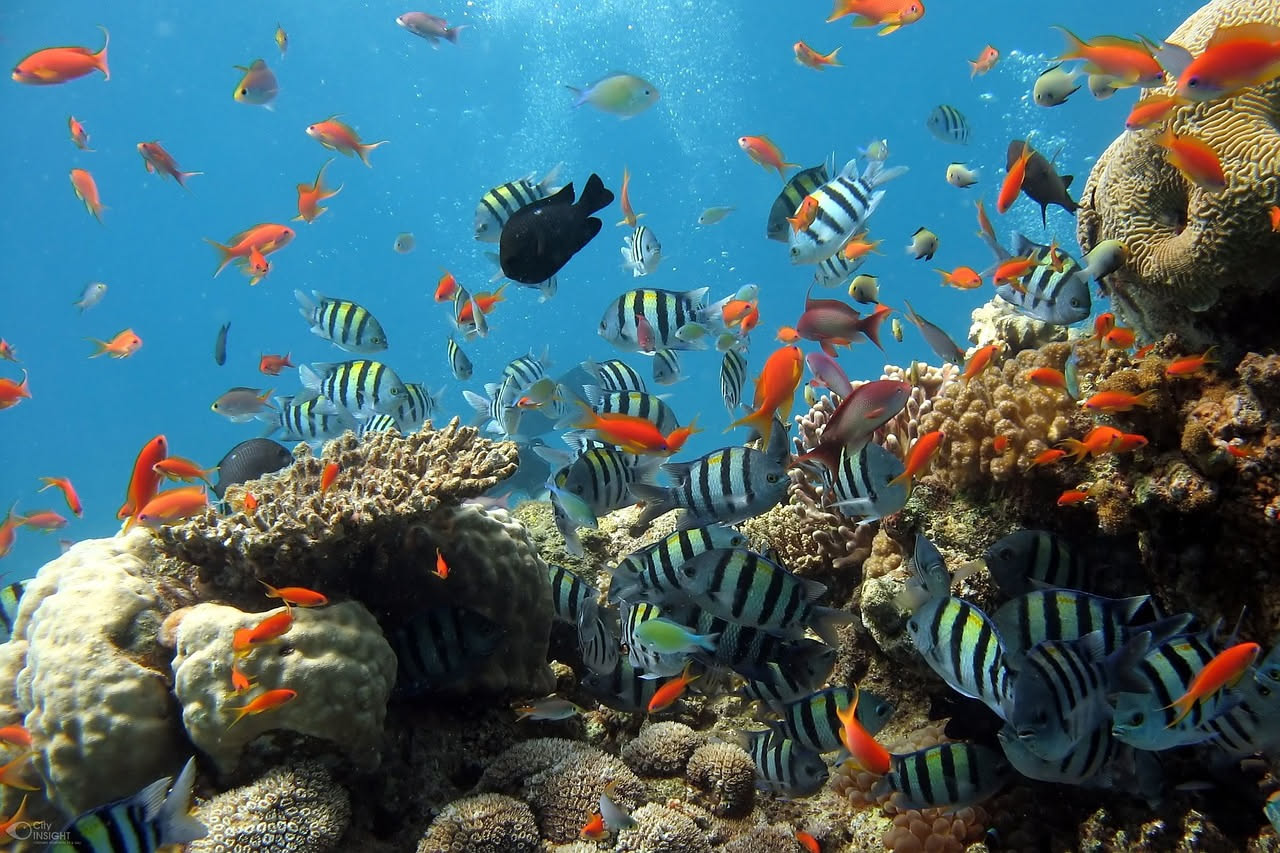 Piccolo pesce azzurro con strisce bianche nuota tra i polipi di un corallo ramificato giallo in acque tropicali cristalline, mentre rimuove alghe dalla superficie