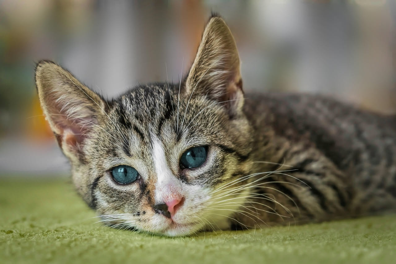 Gatto grigio seduto con espressione di disagio e lingua sporgente leggermente, su uno sfondo di casa sfocato con finestra