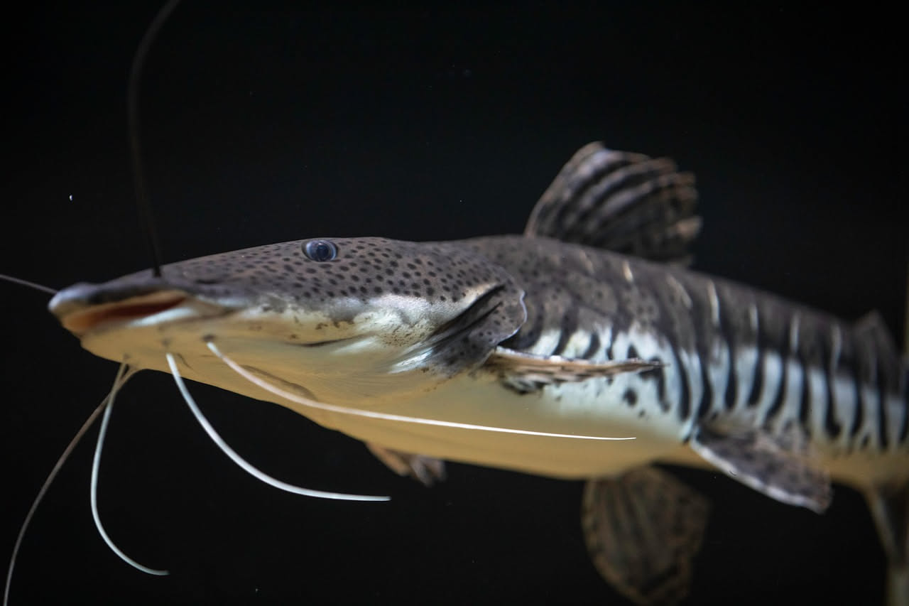 Plecostomo grigio scuro con macchie bianche aggrappato a una roccia di ardesia sul fondo di un acquario ben piantumato