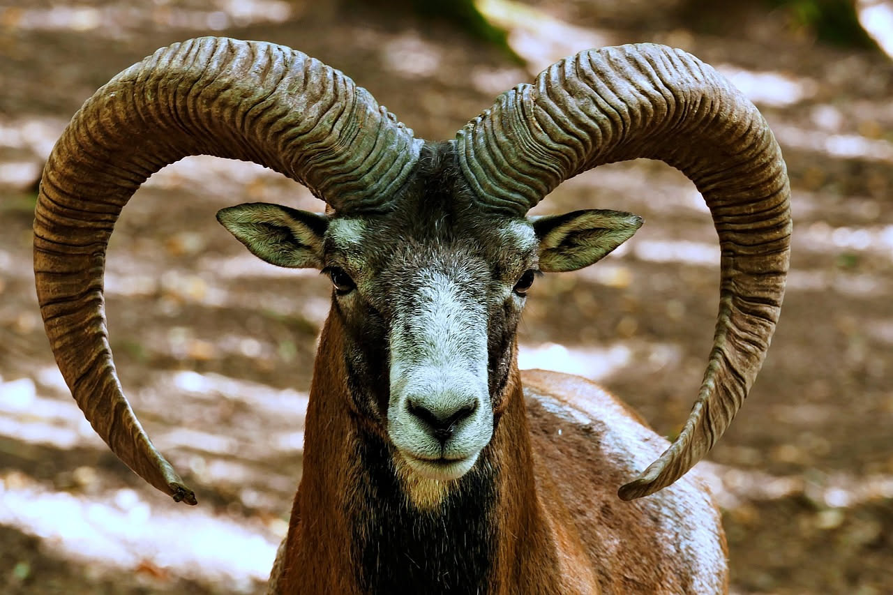 Un muflone maschio dai grandi corna ricurve cammina tra rocce grigie e vegetazione mediterranea bassa su un versante montano sardo