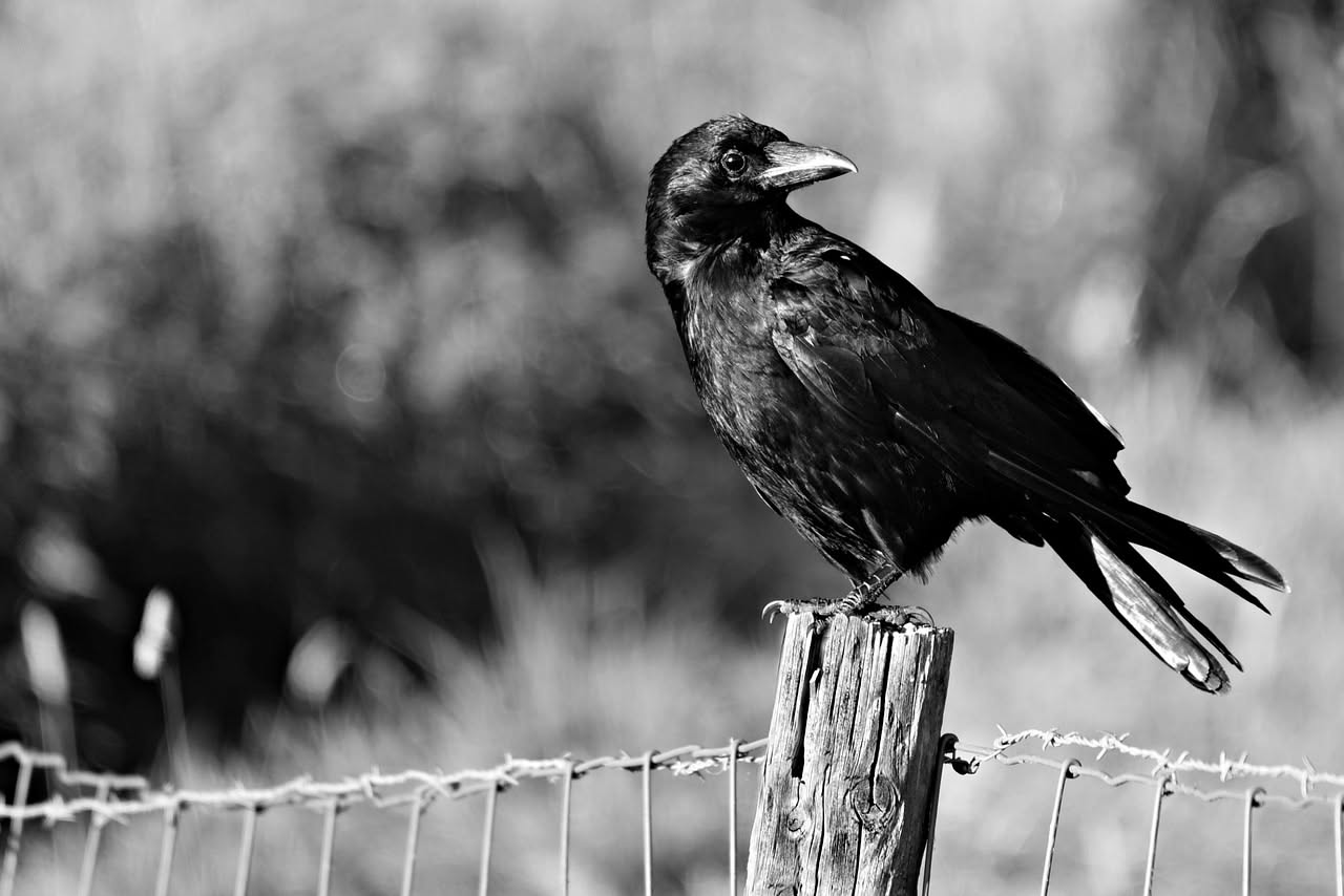 Corvo nero osserva attentamente una serie di semi disposti in righe diverse sul terreno, con sguardo concentrato e zampe posizionate in attesa
