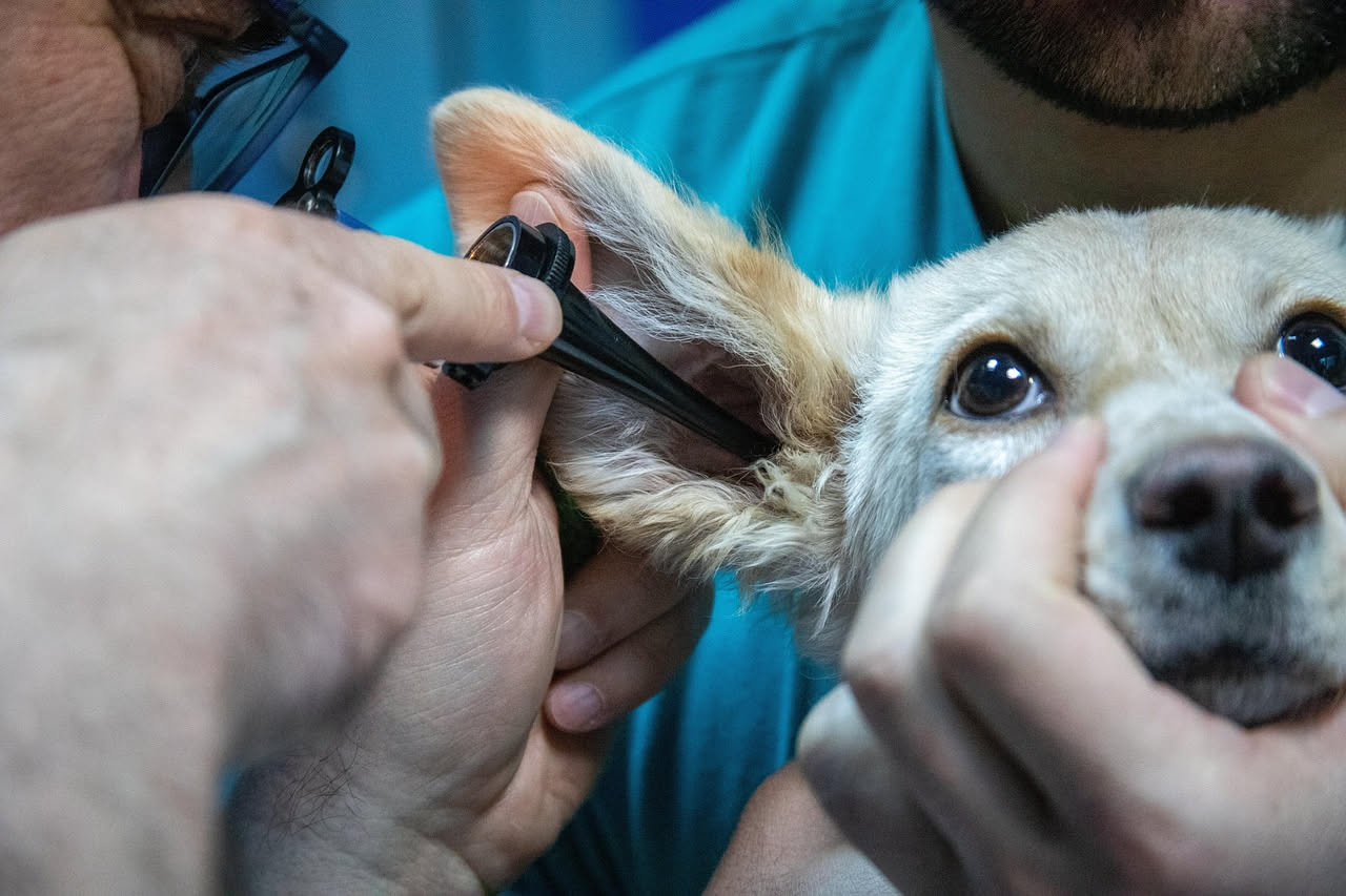 Mani di una donna che puliscono dolcemente l'orecchio di un golden retriever con un bastoncino di cotone, cane tranquillo e seduto su divano grigio