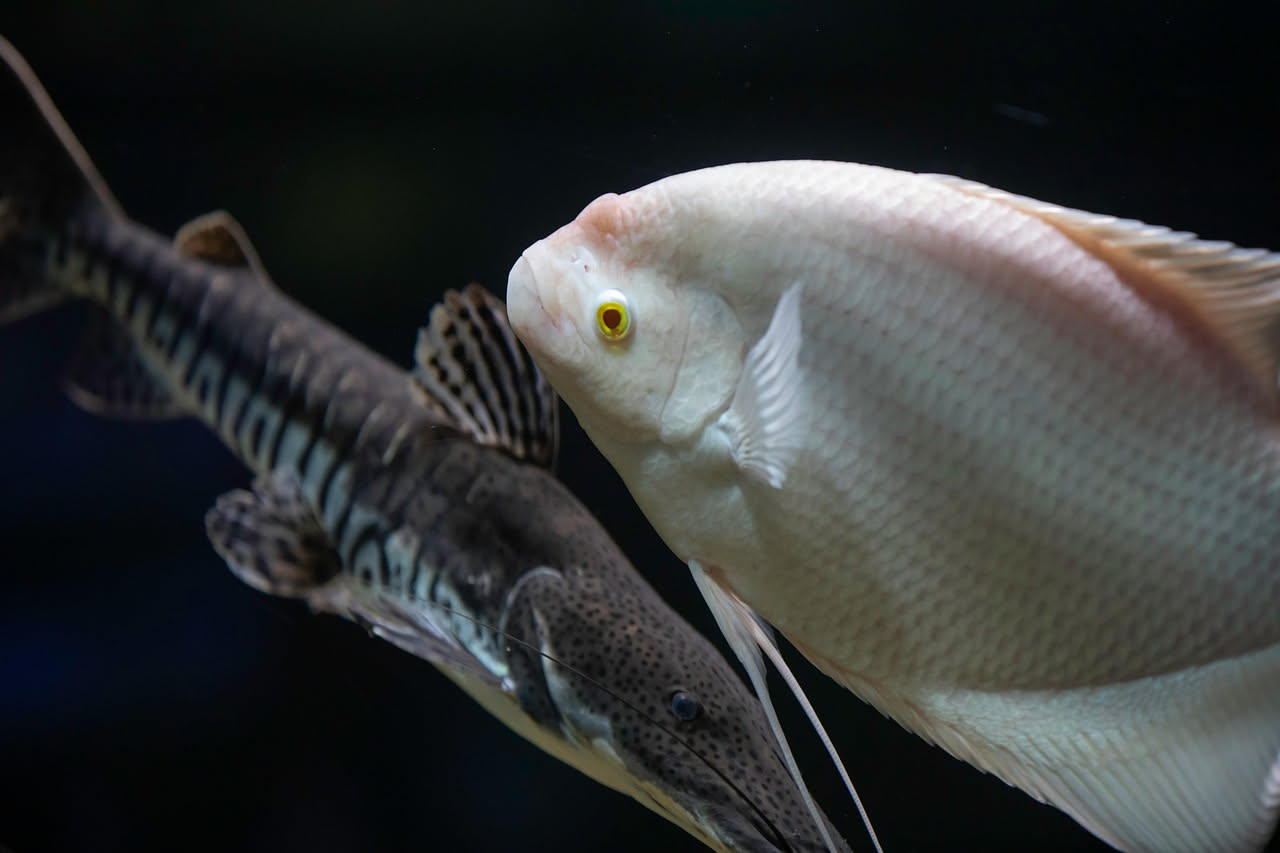 Pesce angelo africano: come gestire l'aggressività in acquario