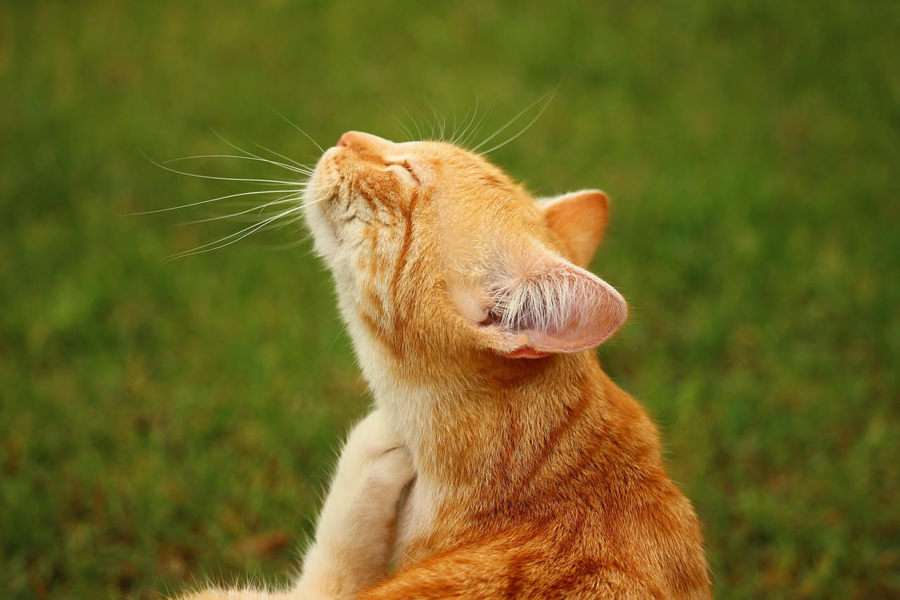 Gatto che si gratta sempre: ecco quando è allergia ambientale