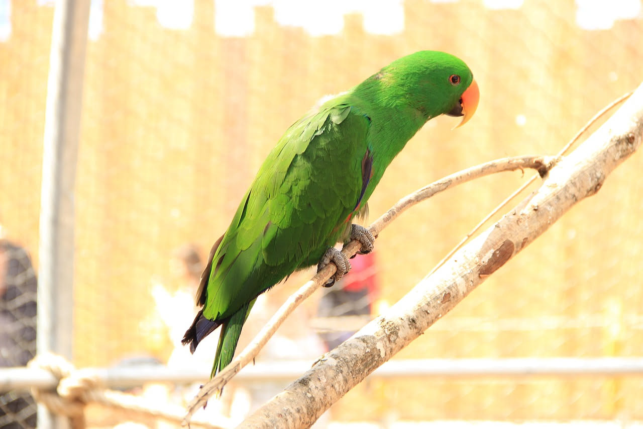 Pappagallo Sun Conure con piume arancioni e gialle brillanti appollaiato su un ramo di legno, occhio scuro fisso davanti, sfondo sfocato verde chiaro