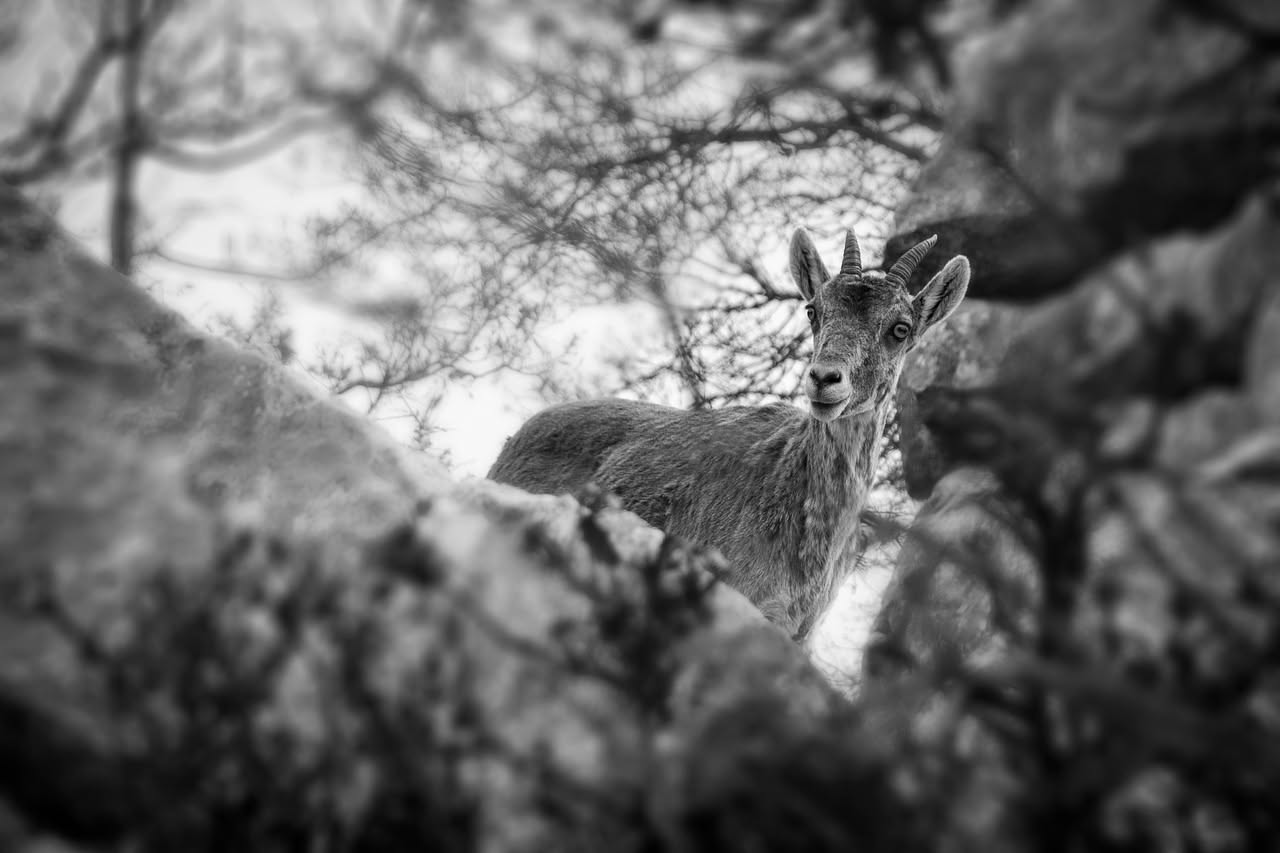 Stambecchi del Gran Paradiso: come fotografarli nelle quattro stagioni