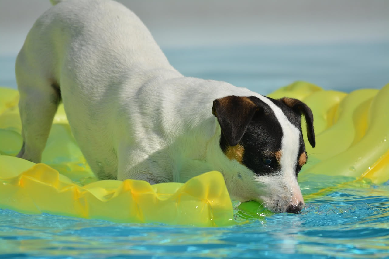 Cane di taglia media disteso su un tappetino gel azzurro in una stanza luminosa con luce naturale, circondato da una cuccia leggera e ciotole d'acqua