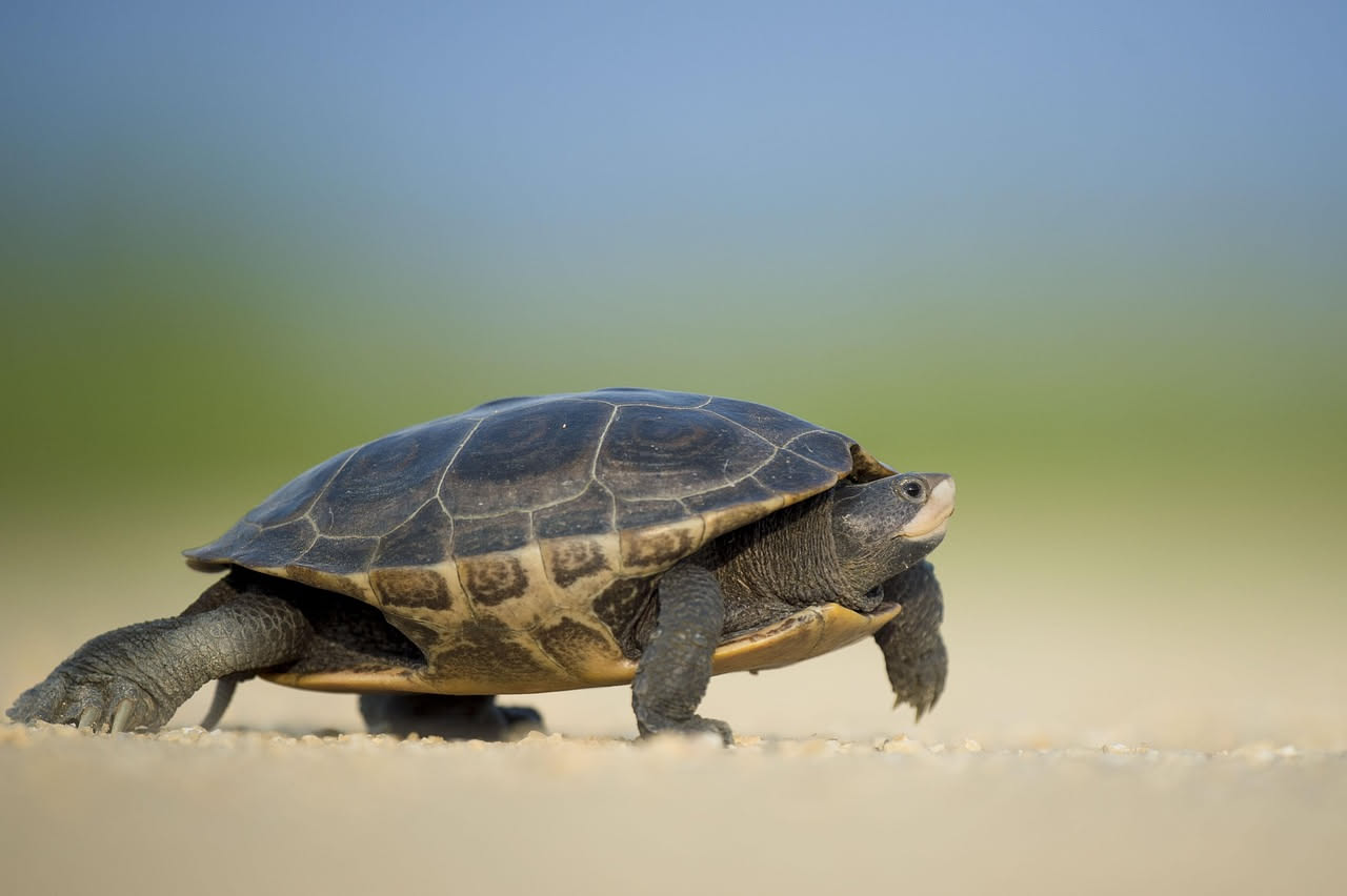 Testuggine palustre con carapace scuro e macchie gialle sul petto, posizionata su una roccia grigia in acqua torbida, tra vegetazione acquatica verde
