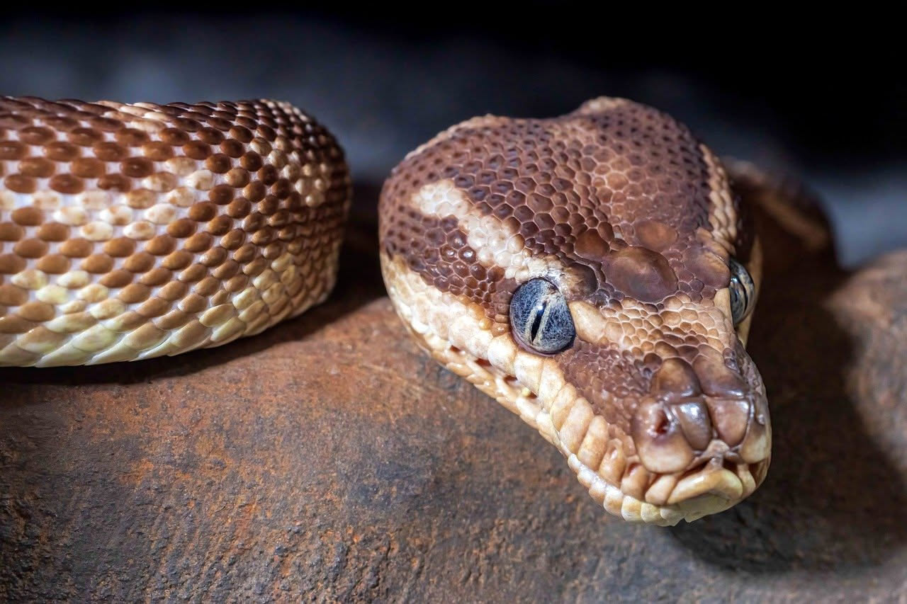 Boa constrictor arrotolata su un ramo in terrario con foglie artificiali, temperature controllate e nascondigli, sfondo scuro con illuminazione calda