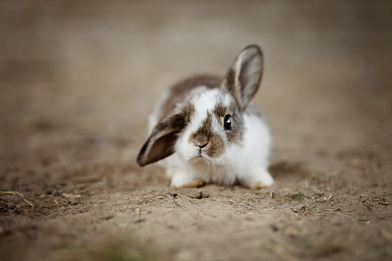 Coniglio mini lop marrone con orecchie corte e pendenti, seduto su un morbido tappeto grigio, con lo sguardo verso la fotocamera