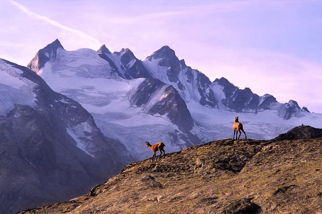 Tassi settentrionali: come gli animali scendono dalle montagne verso le pianure