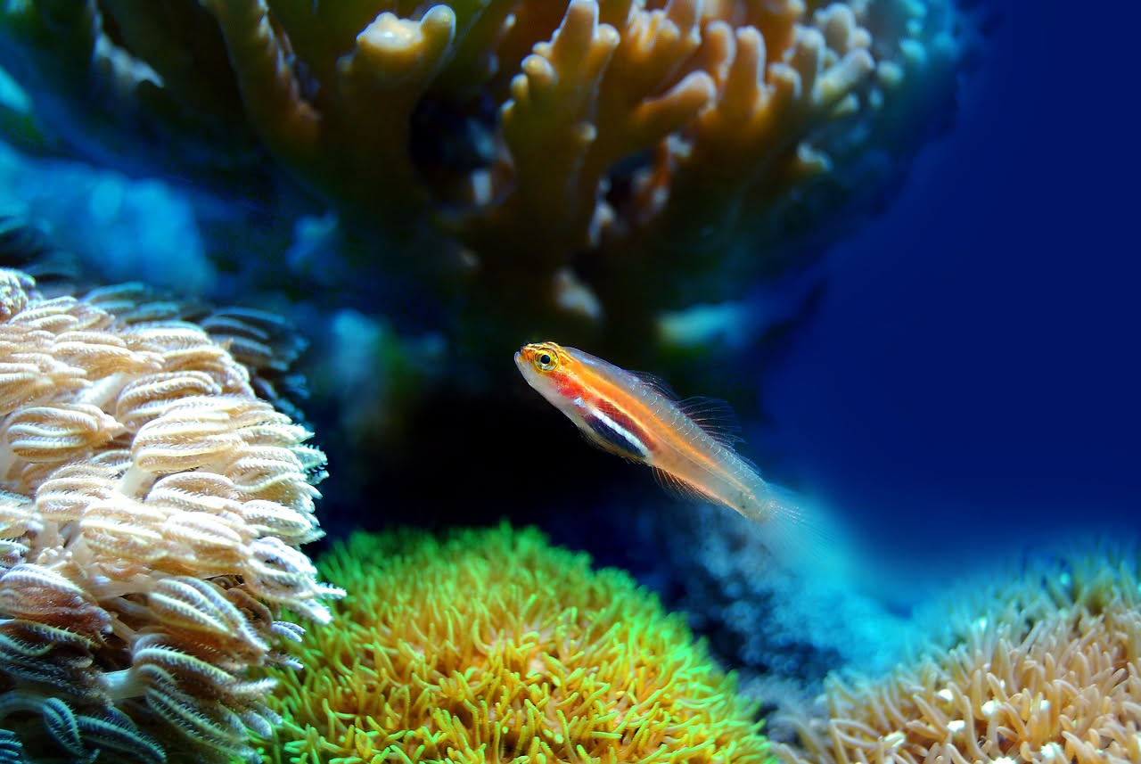 Pesci d'acqua salata in acquario: perché muoiono i primi giorni