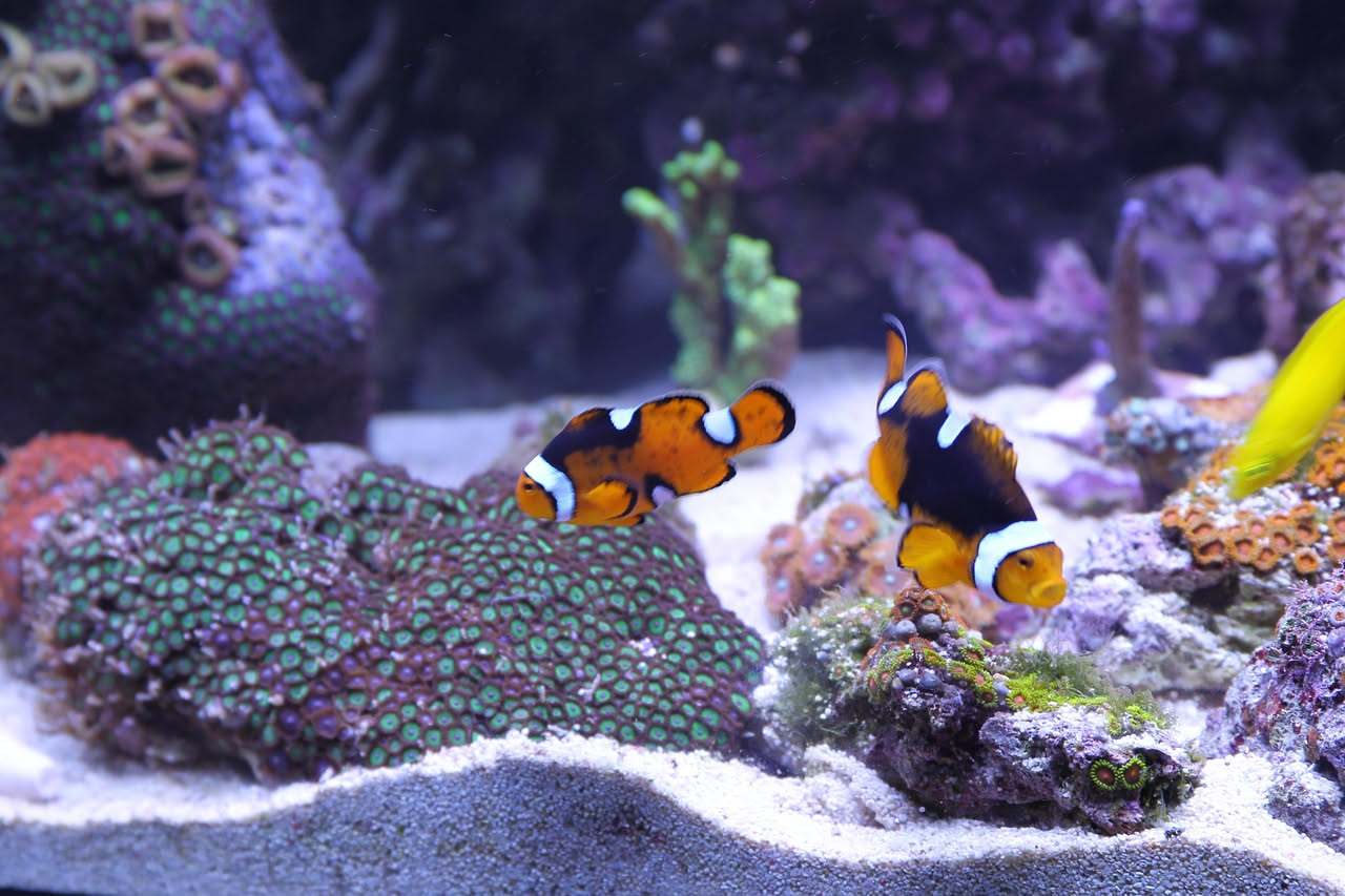 Primo acquario marino: quali errori evitare subito