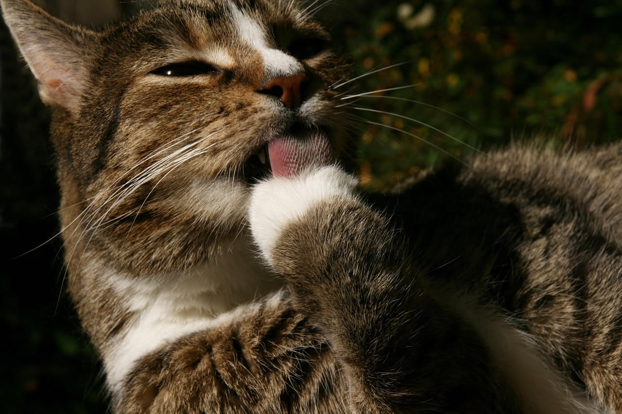 Gatto grigio che si lecca la zampa anteriore sinistra seduto su un pavimento in legno, occhi parzialmente chiusi