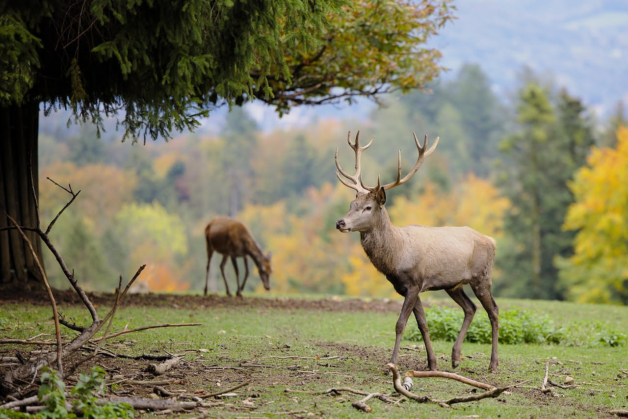 Maschio di cervo nobile con palchi in primo piano presso margine bosco di faggi, sfondo di alberi verdi su pendio montano italiano