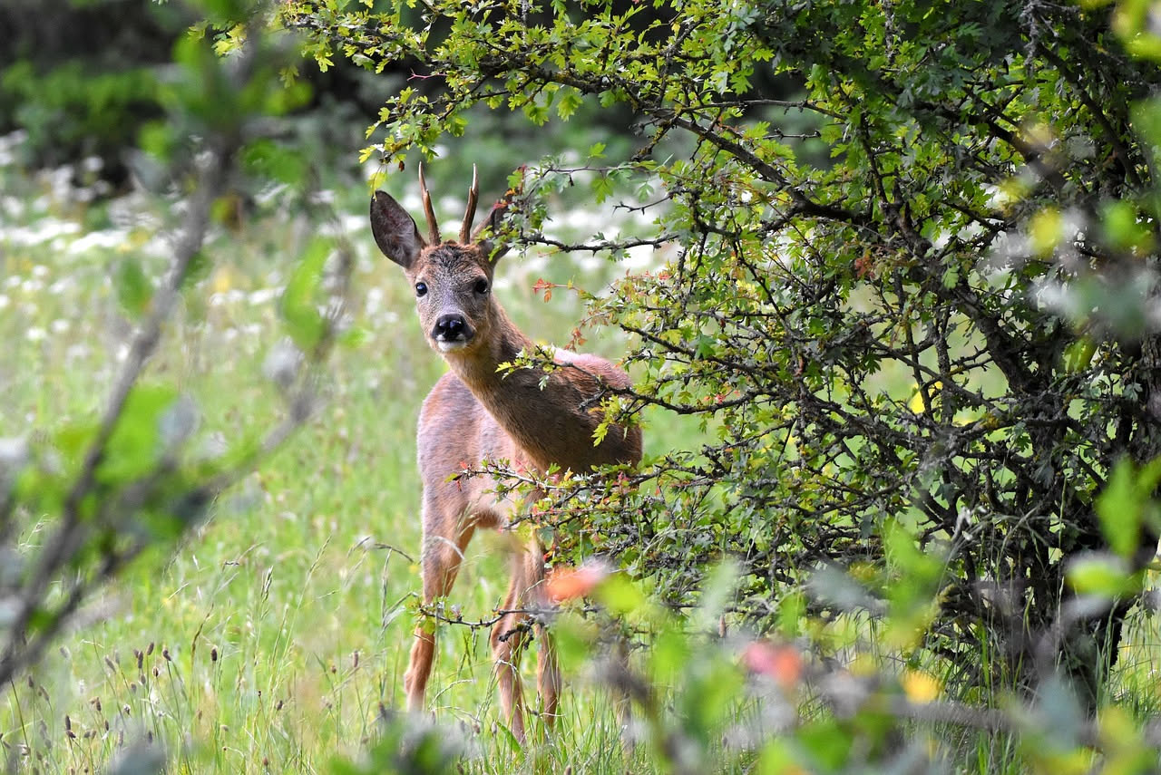 Capriolo rossiccio con corna sottili in posizione di allerta in un bosco di latifoglie con luce mattutina che filtra tra gli alberi