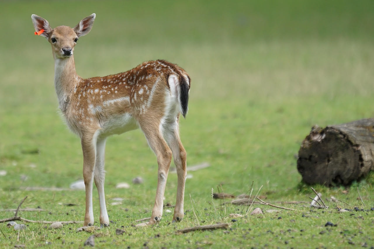 Un daino maschio con palchi e corpo marrone-dorato in un prato di parco naturale al tramonto, con altri daini sullo sfondo tra gli alberi