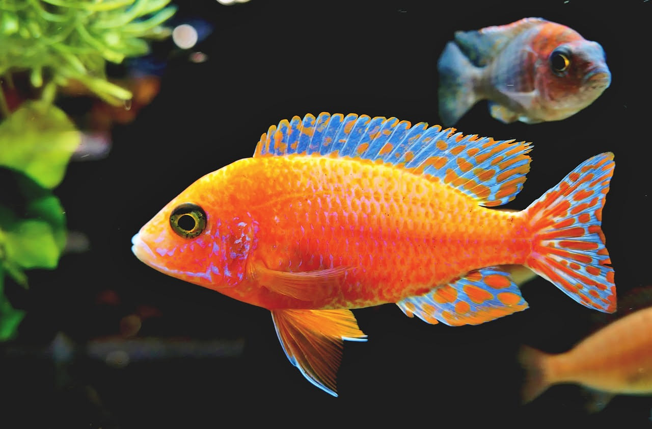 Ciclidi africani blu e gialli in acquario con piante acquatiche, termometro digitale e riscaldatore immerso nel substrato scuro