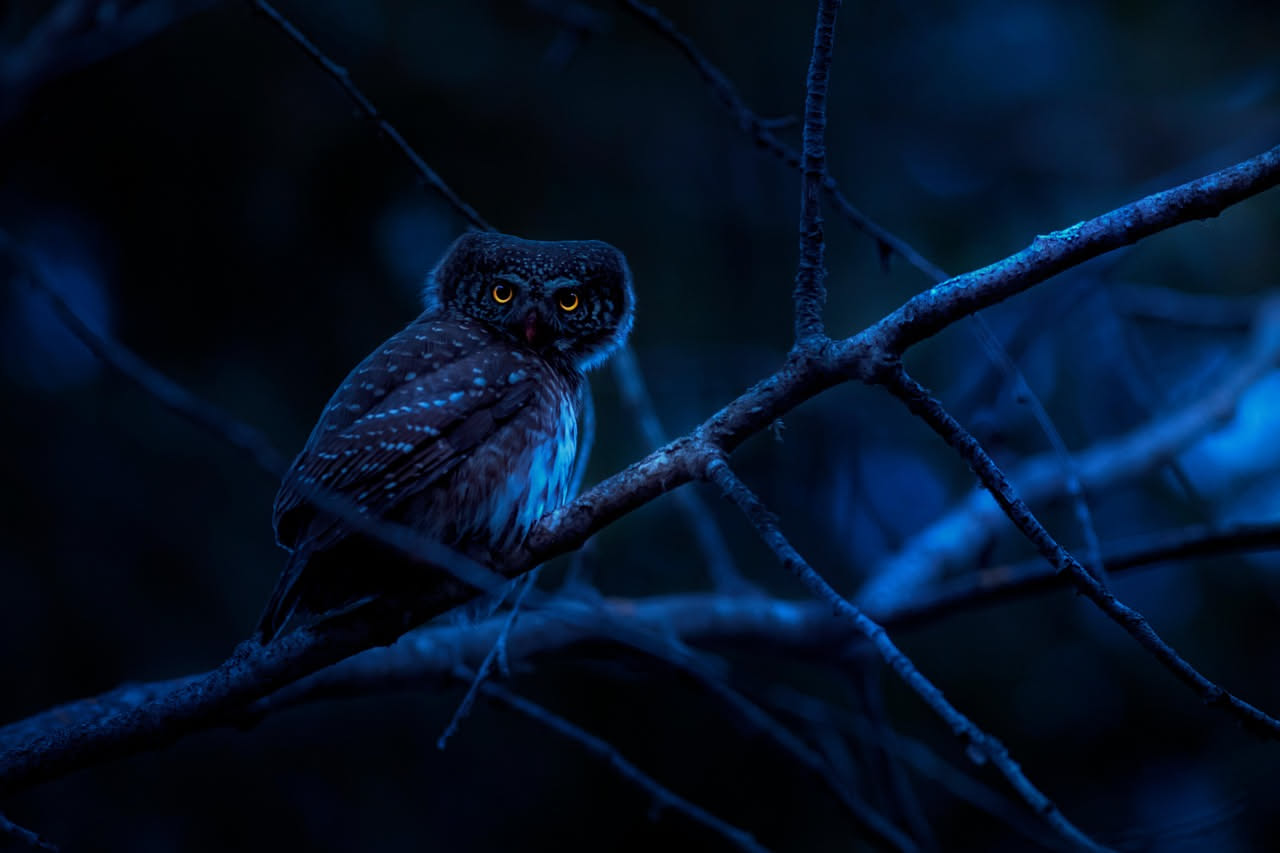 Una civetta delle nevi ripresa di profilo nel bosco della Maremma toscana, con grandi occhi gialli fissi e piume grigio-bianche, circondata da rami scuri al tramonto