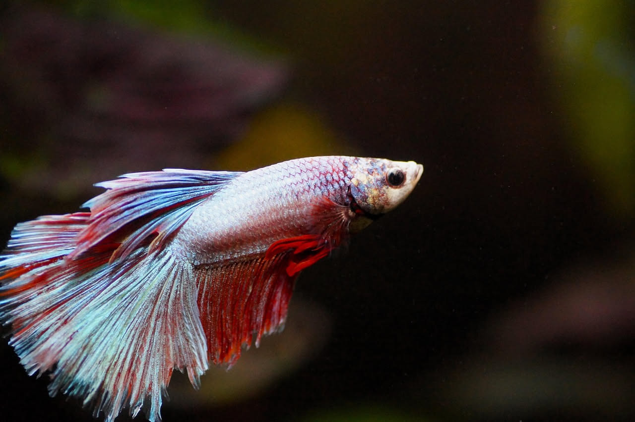 Betta splendens rosso con pinne spiegate in vasca da venti litri con piante vere, sabbia scura e legno di tormalina sommerso