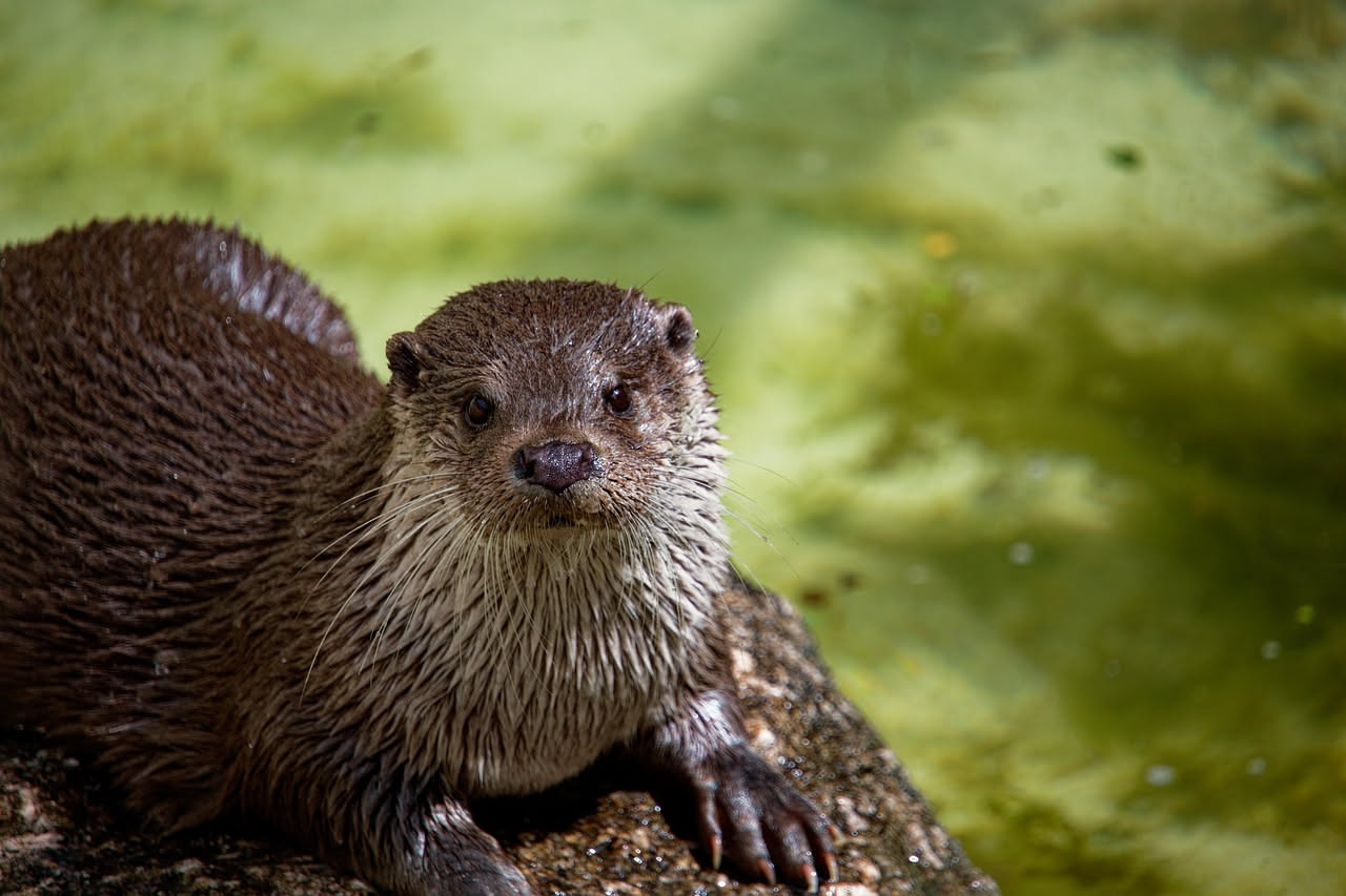 Lontra europea marrone sul bordo di un fiume, acqua sullo sfondo, rocce grigie umide, luce naturale pomeridiana