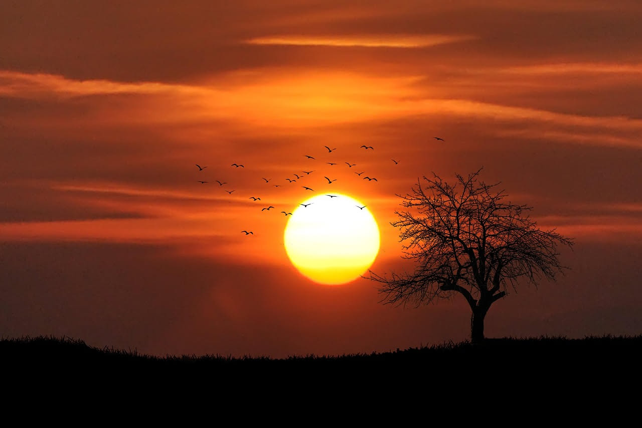 Merlo maschio posato su un ramo al tramonto con il sole arancione sullo sfondo, becco aperto nel canto, cielo estivo con sfumature rosso-viola