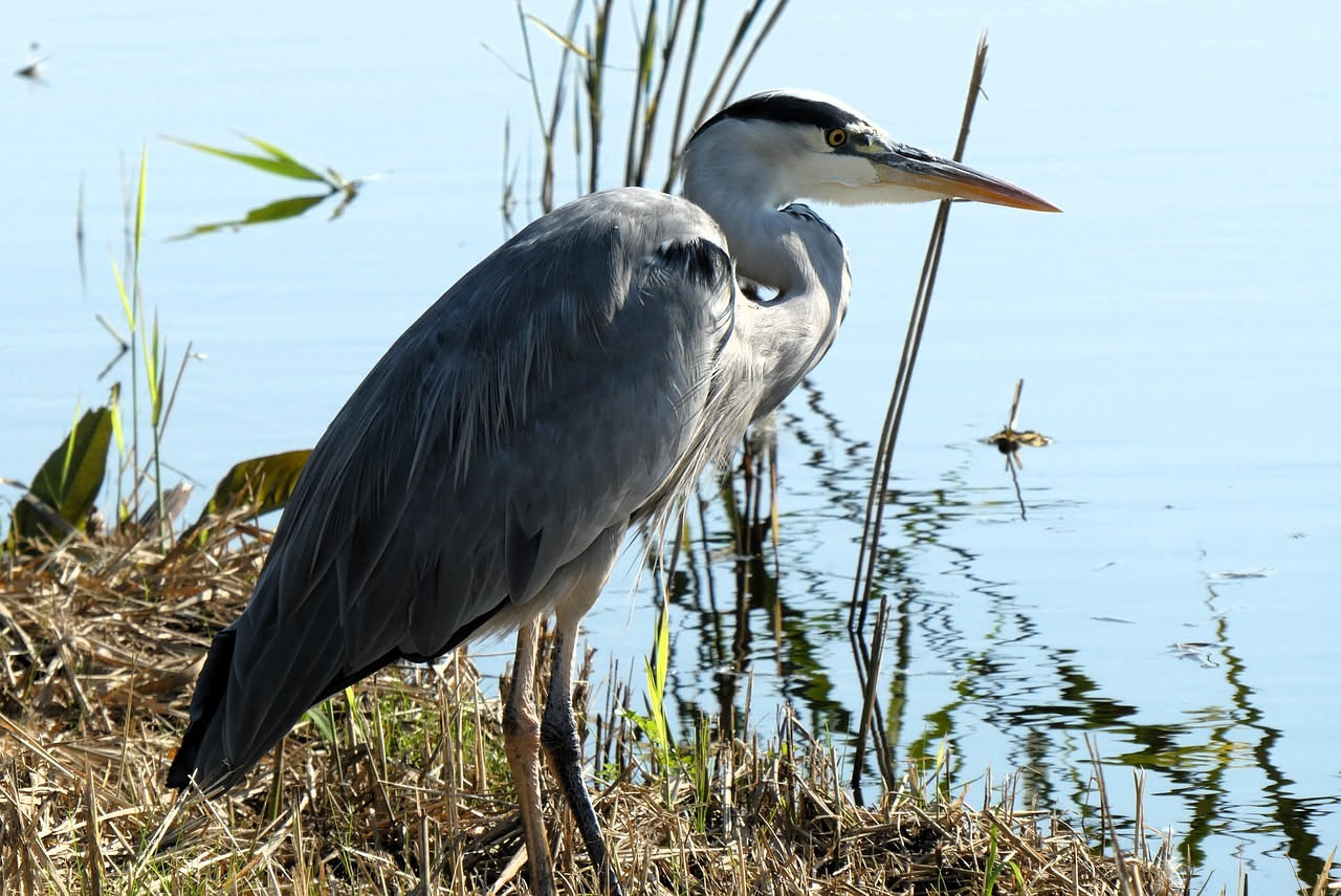 Airone cenerino in piedi sul bordo di un fiume, grigio-blu scuro con becco giallo, occhio giallo vivo, lungo collo retratto, sfondo di canneto verde e acqua calma