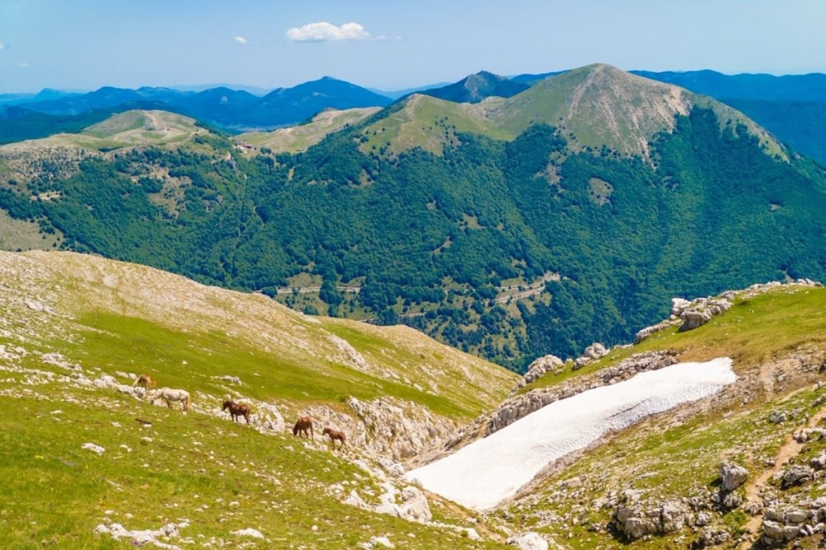 Paesaggio montano del Parco Pollino con creste rocciose, boschi di pino loricato e un capriolo che cammina su un sentiero erboso con cielo azzurro
