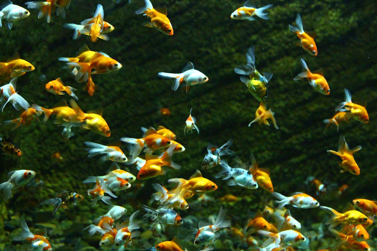 Vasca di acqua chiara con due pesci rossi giapponesi arancioni brillanti, uno di lato all'altro, con piante d'acqua e substrato scuro sul fondo