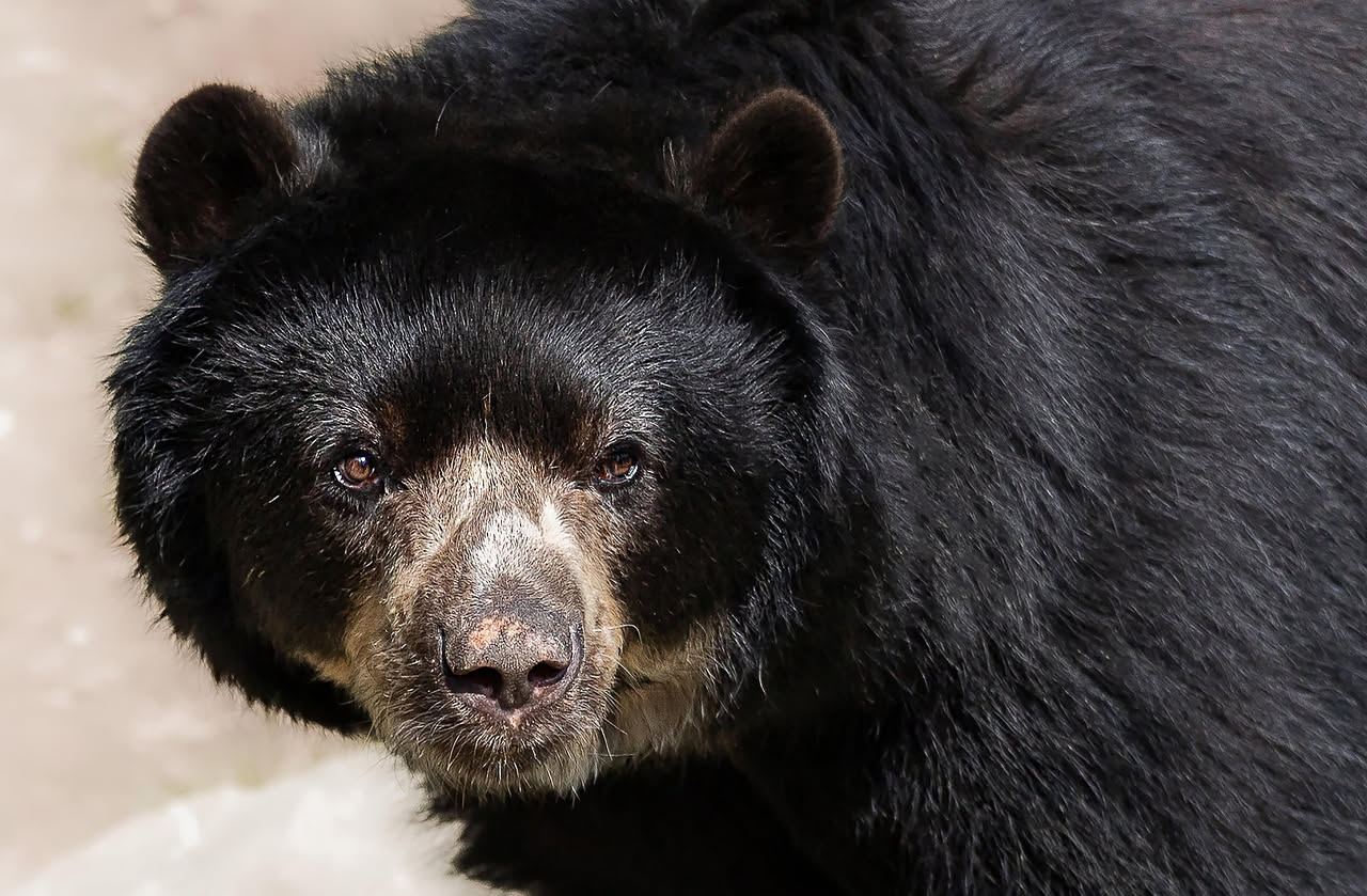 Orso marsicano marrone in una vallata boscosa dell'Appennino, tra abeti e faggi, con rocce grigie sullo sfondo e luce naturale del tramonto