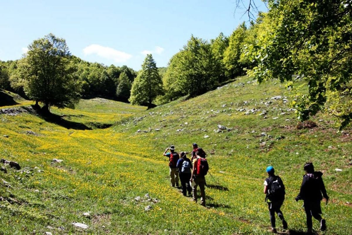 Sentiero in pietra tra bosco di faggi e querce nel Parco del Cilento, alberi ancora spogli, muschio verde sui massi, rana marmorizzata su una roccia umida vicino a uno specchio d'acqua