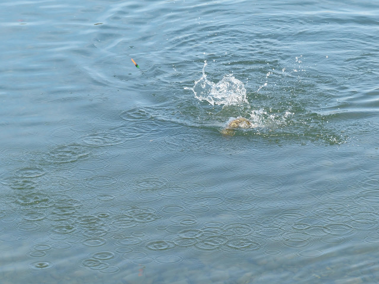 Lago di Garda con cielo grigio e tempestoso sullo sfondo, pesci carpe e lasche visibili a mezza profondità mentre si spostano verso il centro, superficie dell'acqua increspata