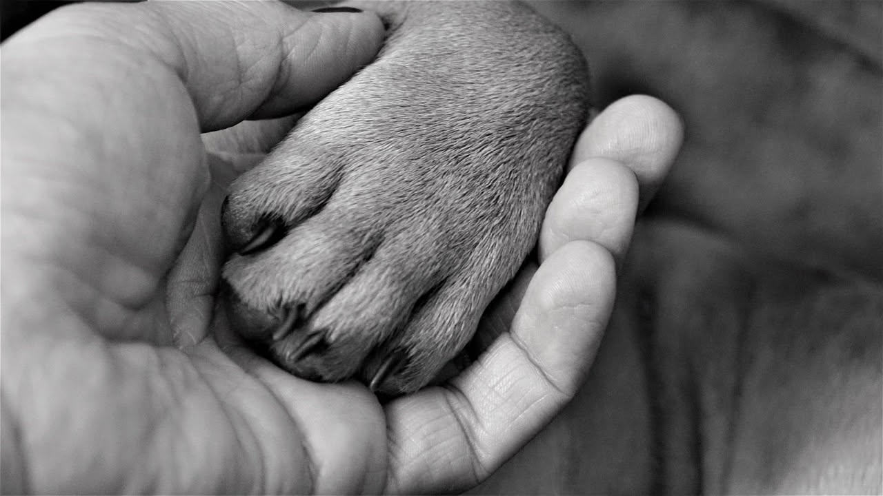 Cane di piccola taglia con zampe chiare su asfalto grigio scuro sotto sole estivo, accanto il dorso di una mano di donna posta sulla superficie stradale