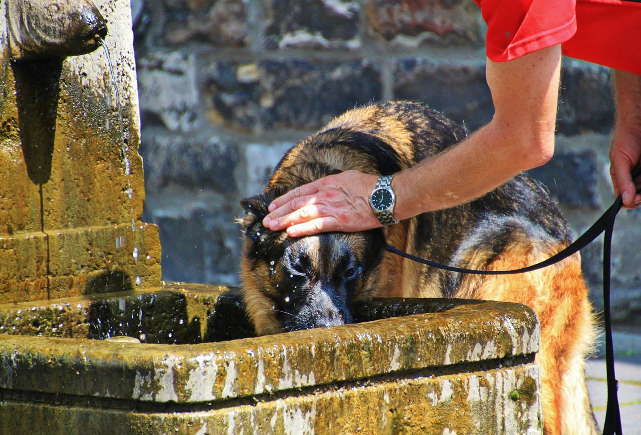 Cane biondo abbeverato da una ciotola d'acqua fresca all'ombra di un albero in giardino, con un gatto grigio riposa vicino su un asciugamano bagnato