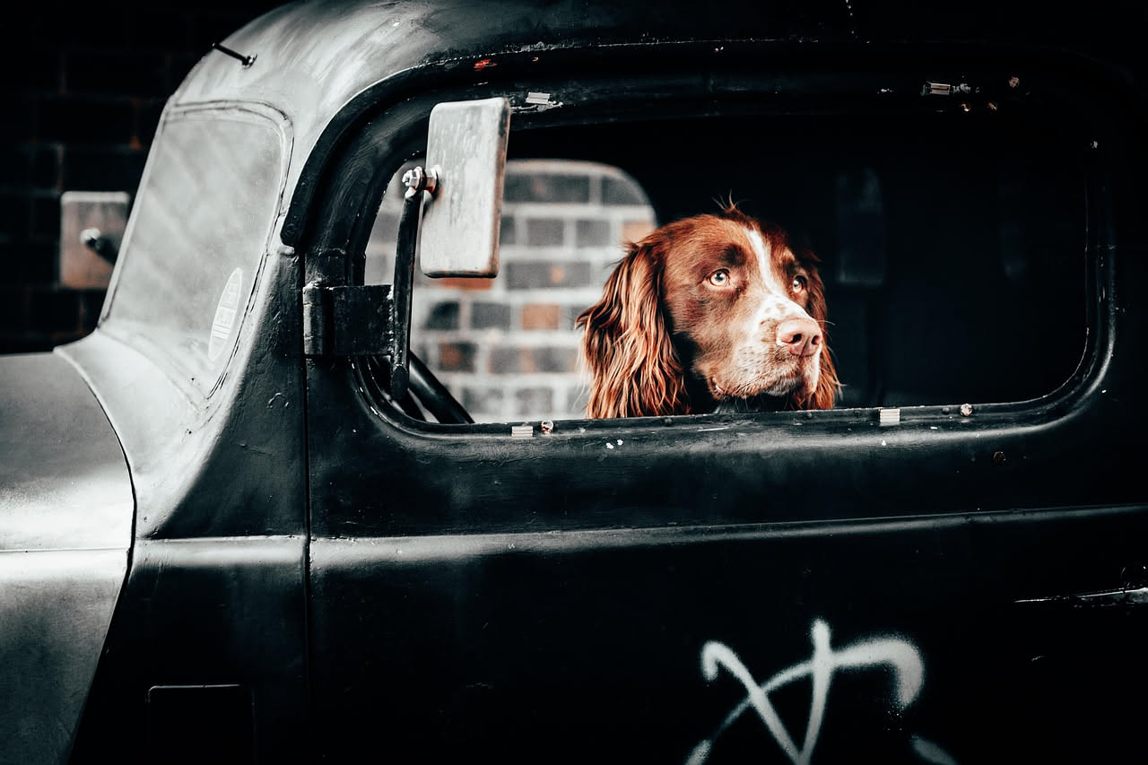 Cane di media taglia seduto su sedile posteriore di auto chiusa parcheggiata in strada soleggiata, con plancia visibile e finestrini opacizzati dal calore