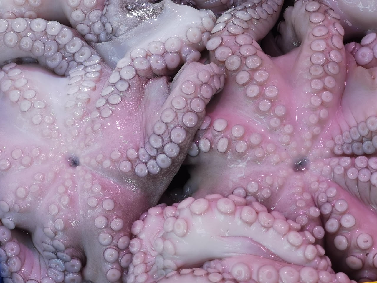 Polpo dal corpo morbido che cambia da colore rosso scuro a grigio pietra, con tentacoli arricciati su uno sfondo di rocce sottomarine