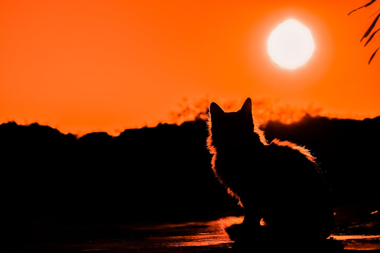 Gatto grigio con occhi luminosi giallo-verde in primo piano, ambiente notturno scuro sullo sfondo, pupille molto dilatate
