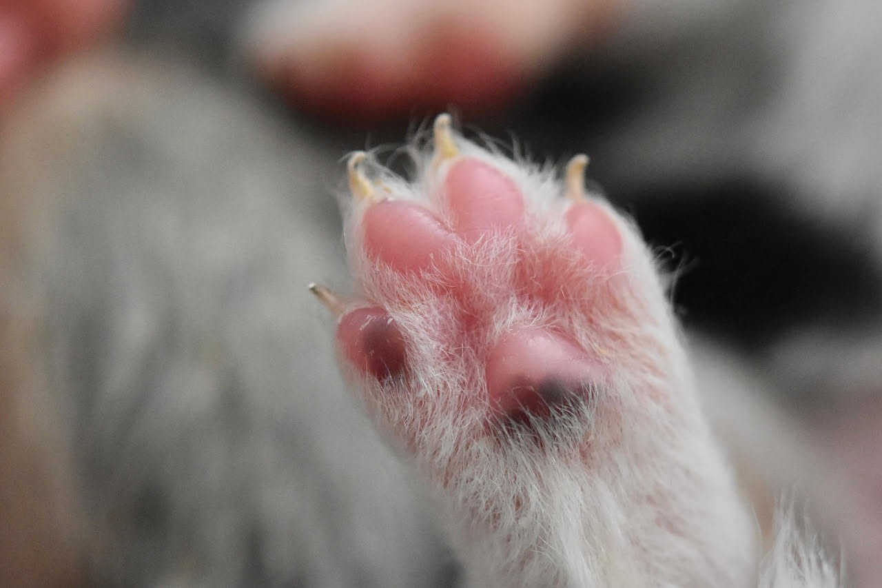 Furetto anziano: come prendersi cura con attenzione e amore