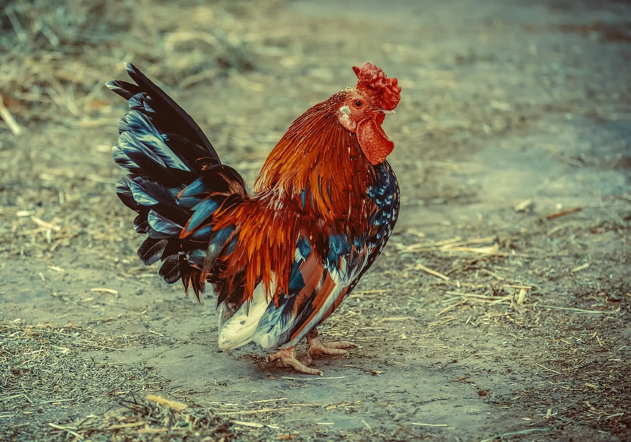 Gallina ornamentale: come prendersene cura e cosa sapere