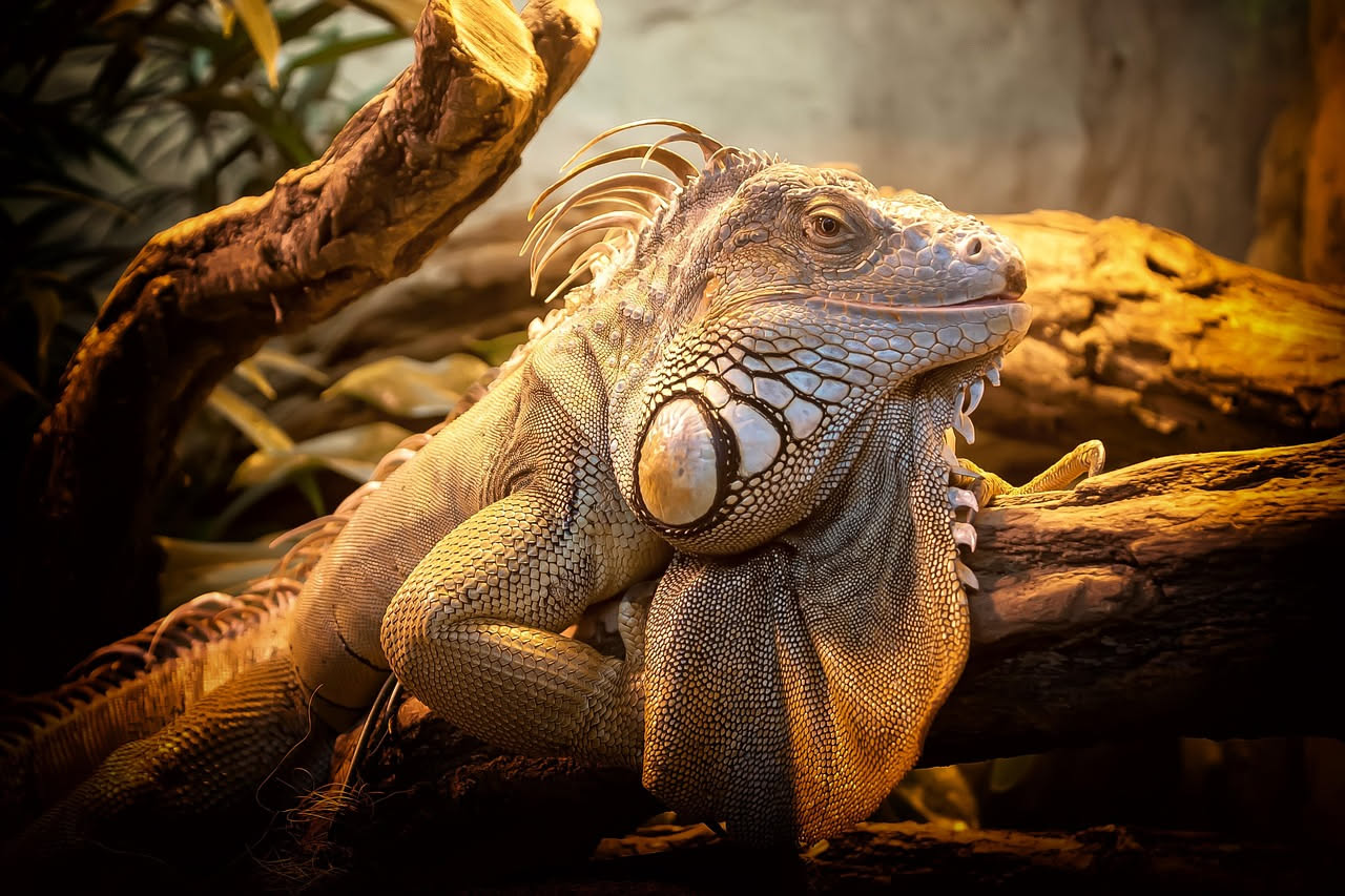 Iguana verde appollaiata su un ramo con pelle squamata, cresta dorsale visibile, in un ambiente con vegetazione e illuminazione naturale