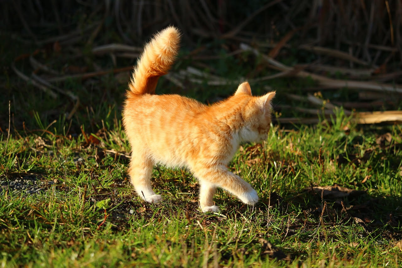 Gatto grigio e bianco con coda sollevata verticale, orecchi diritti, in atteggiamento sicuro e tranquillo su un tappeto beige