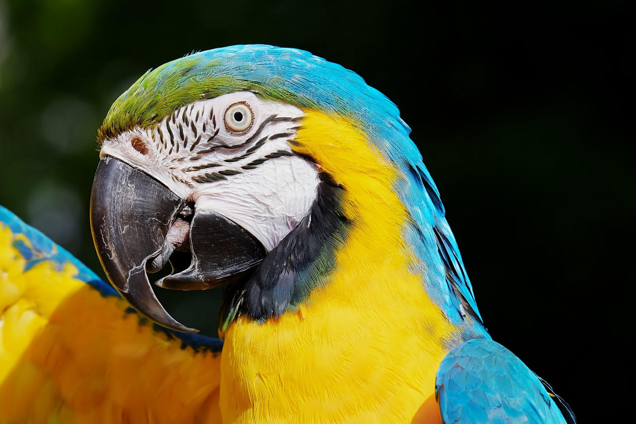 Un pappagallo ara colorato rosso e blu su un ramo di legno in una gabbia spaziosa, con giocattoli e una ciotola di frutta fresca sullo sfondo